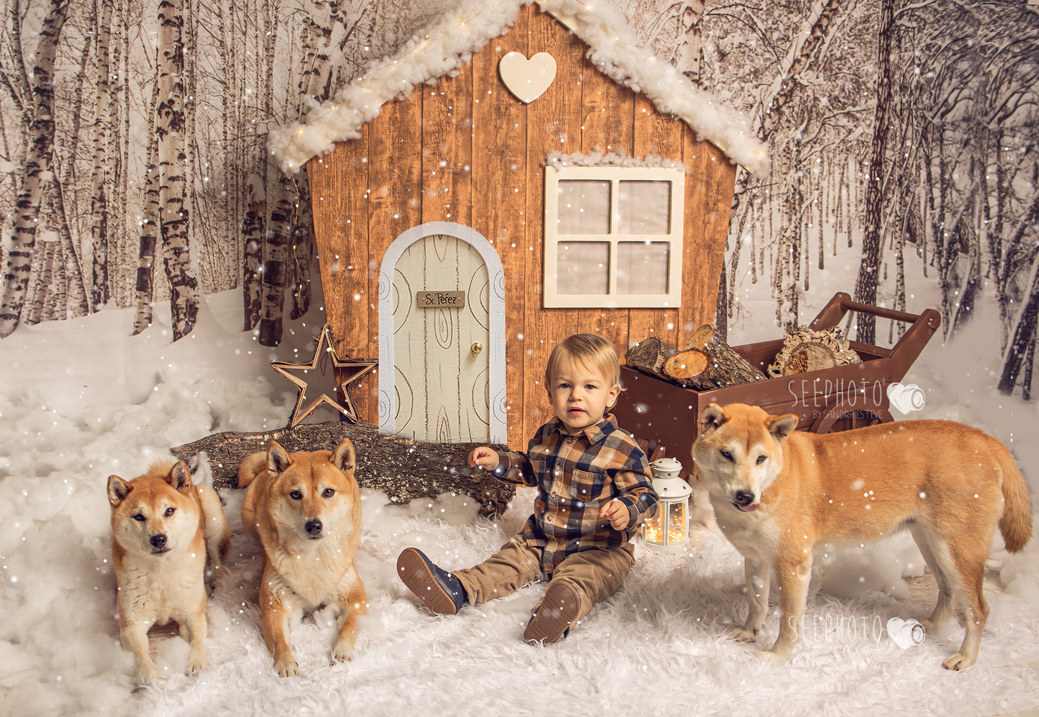 Sesión Navidad perros