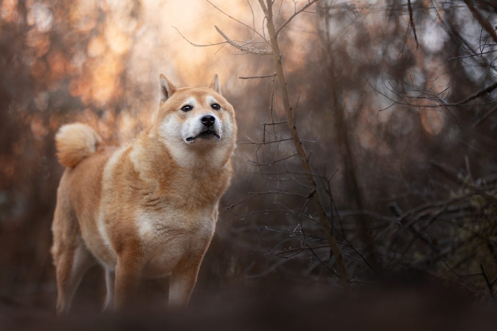 reportaje de fotos shiba inu perro en Barcelona