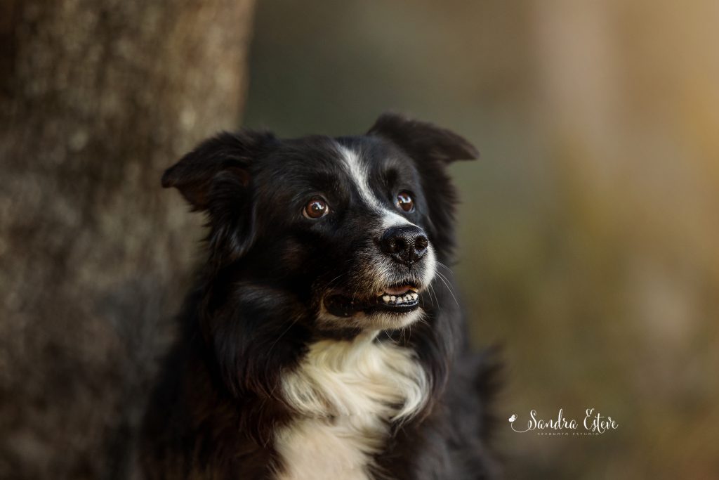 border collie sesion fotos perro en Barcelona