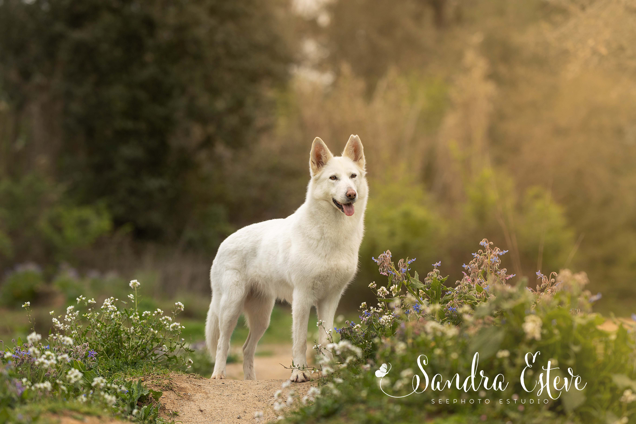 sesion-fotos-perro-pastor-blanco-barcelona-exterior