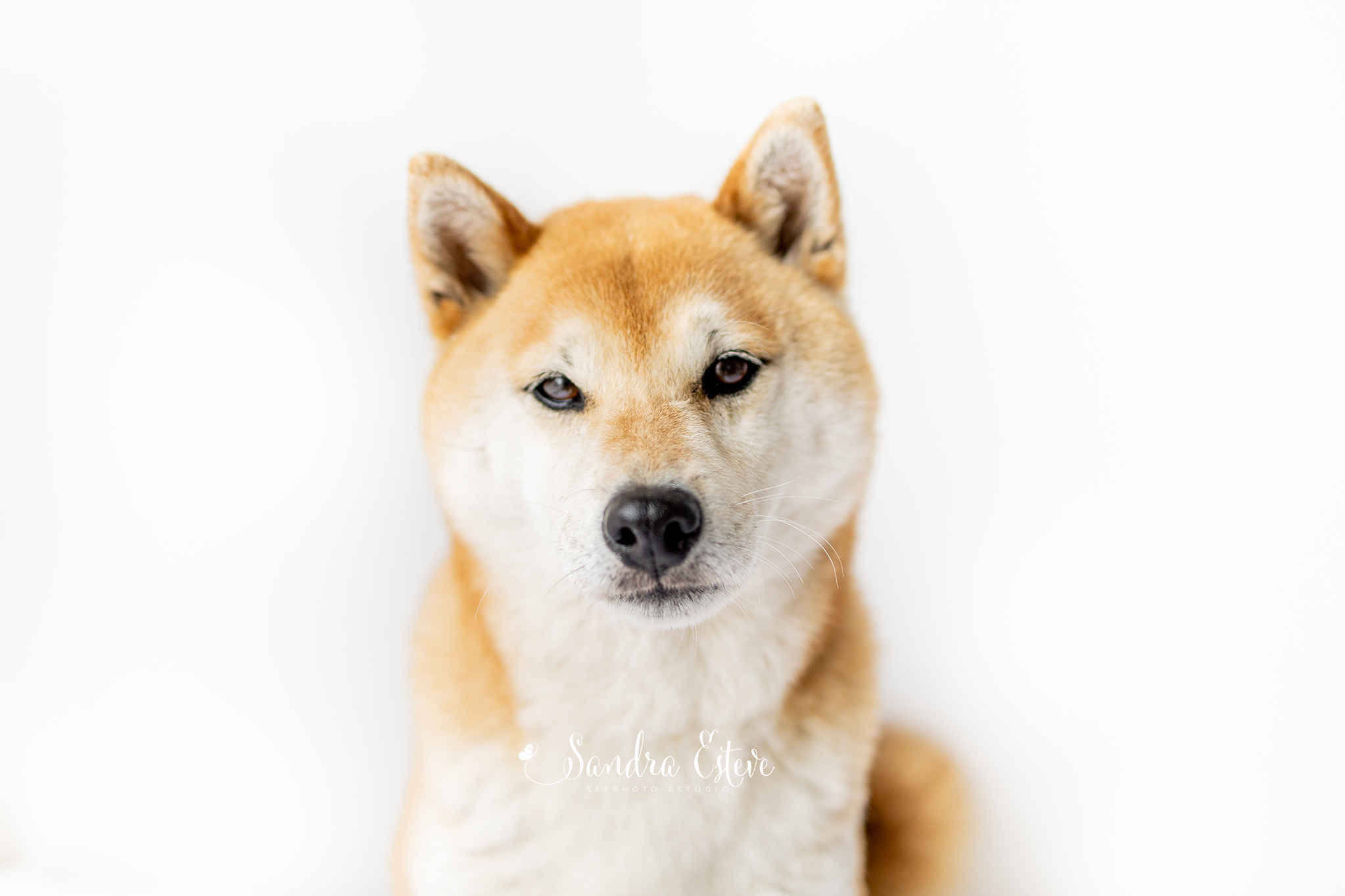 Sesion de fotos con tu  perro en estudio shiba inu en Barcelona vale regalo original.