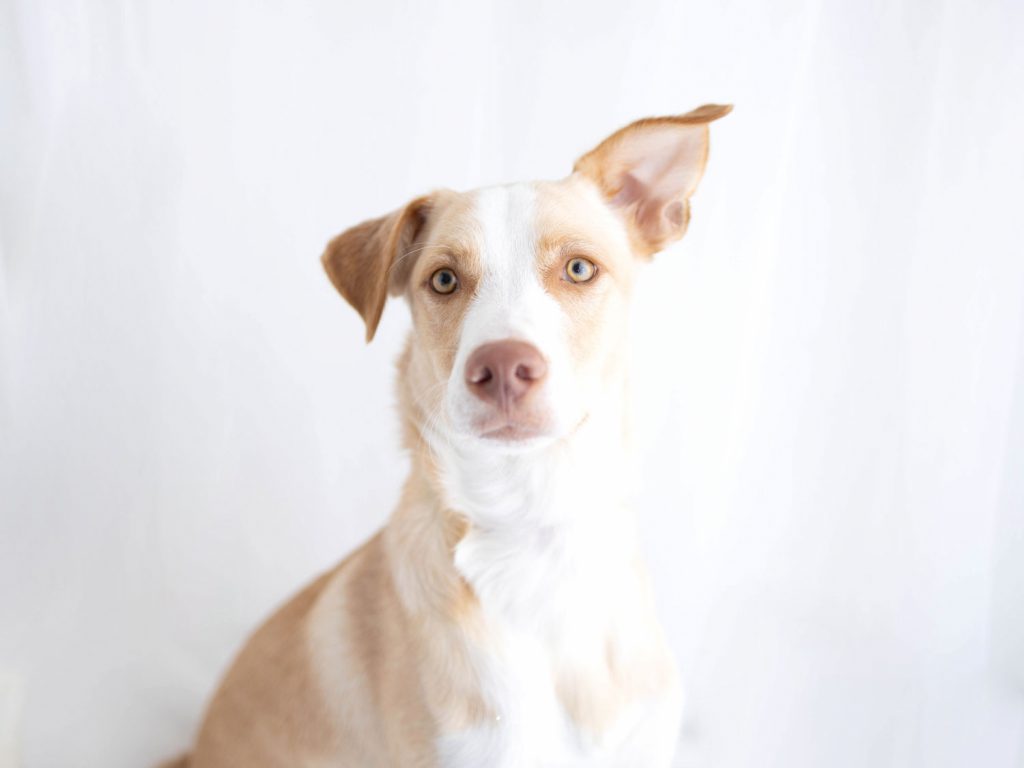 Sesión de fotos para perro mascota en estudio.