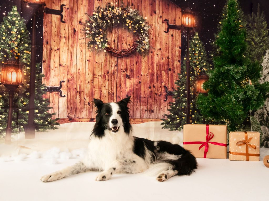 sesion fotos navidad perro